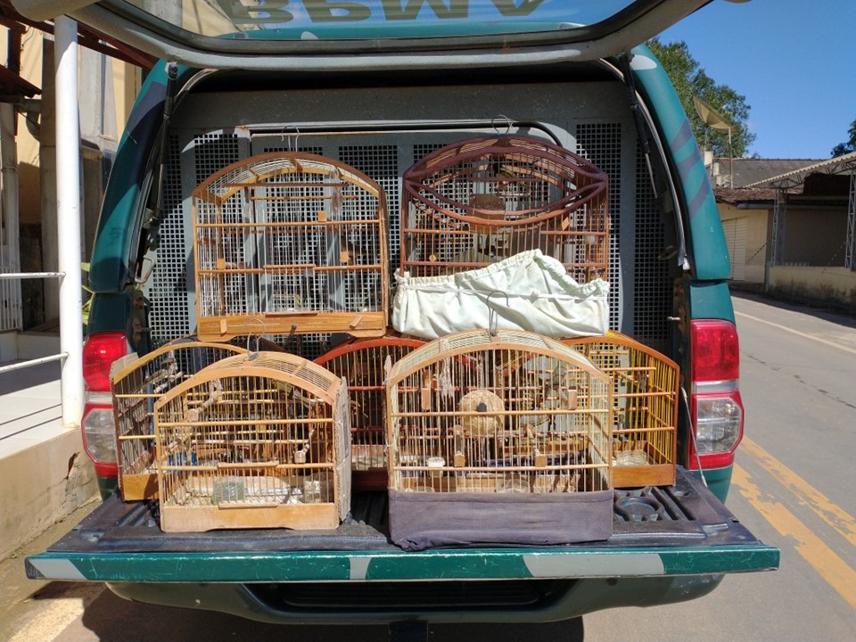 BPMA apreende 22 pássaros silvestres durante fiscalização no interior do estado