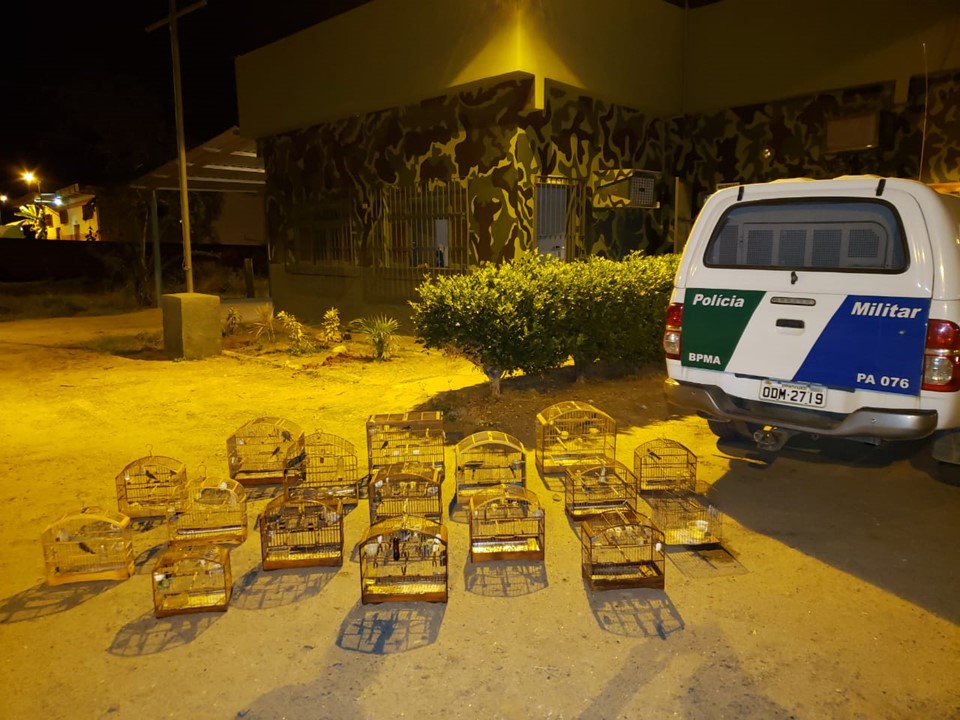 BPMA apreende pássaros e constata desmatamentos em fiscalizações no estado