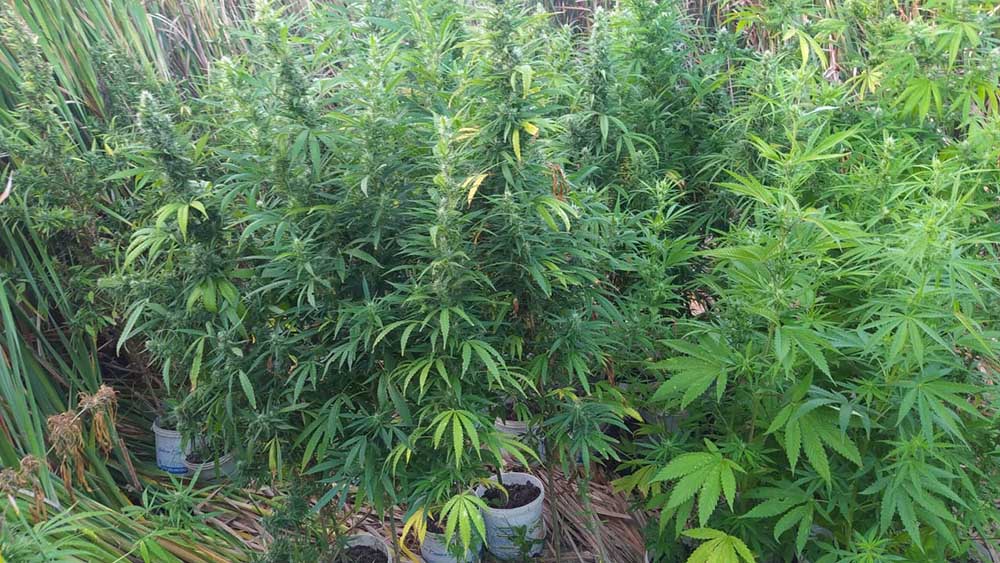 Polícia encontra mais de 100 pés de maconha