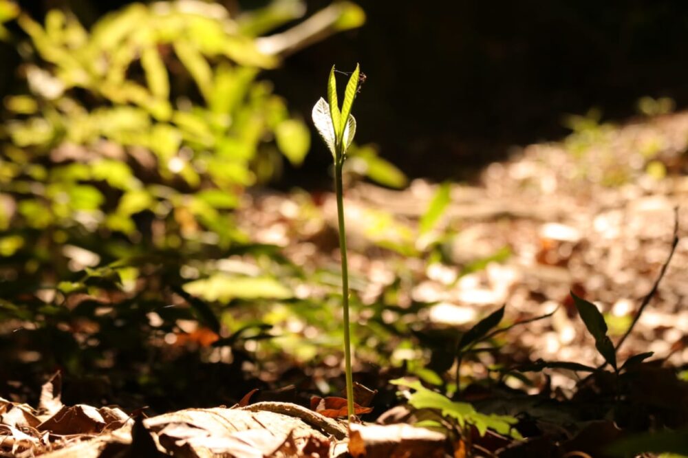 Programas de preservação ambiental da BRK