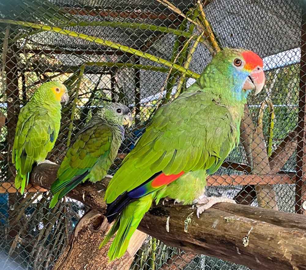 Exposições, feiras e demais eventos com aglomeração de aves suspensos por 90 dias