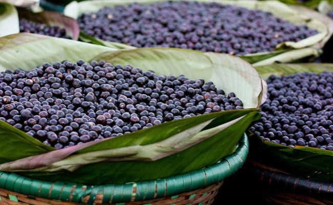 Pesquisadores do Canadá testam açaí como tratamento contra o coronavírus
