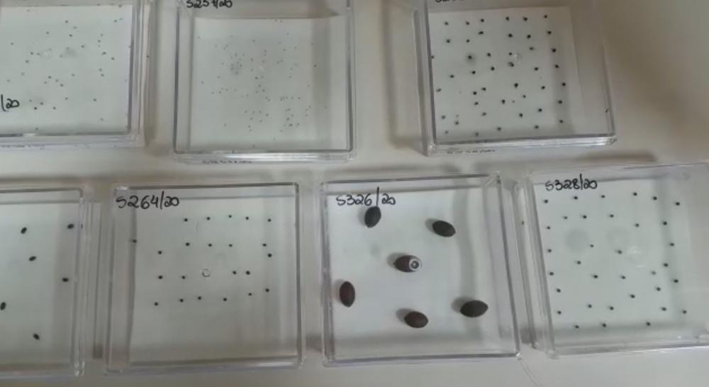 MINISTÉRIO ENCONTRA FUNGOS E BACTÉRIAS EM SEMENTES ENVIADAS DA CHINA