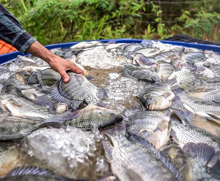 Descubra as últimas tendências e inovações na piscicultura capixaba