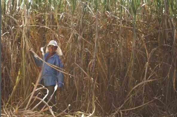 Incentivo à Lavoura Canavieira