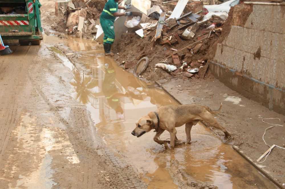 Animais são salvos de enchente e devolvidos aos tutores por Grupo de Resgate