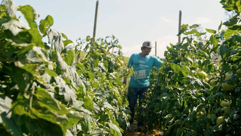 Conheça os benefícios para o homem do campo