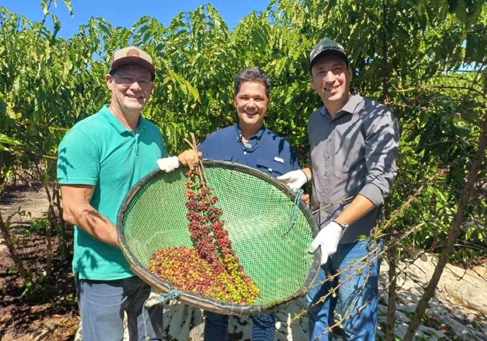 Colheita do café conilon começa em todo estado