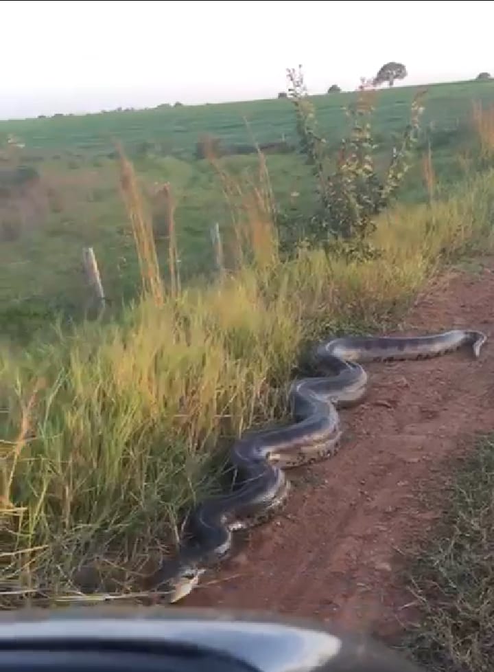 ( Veja o Vídeo) COBRA GIGANTE TENTA DAR BOTE EM CAMINHONETE DE PECUARISTA ENQUANTO ESPOSA FILMA
