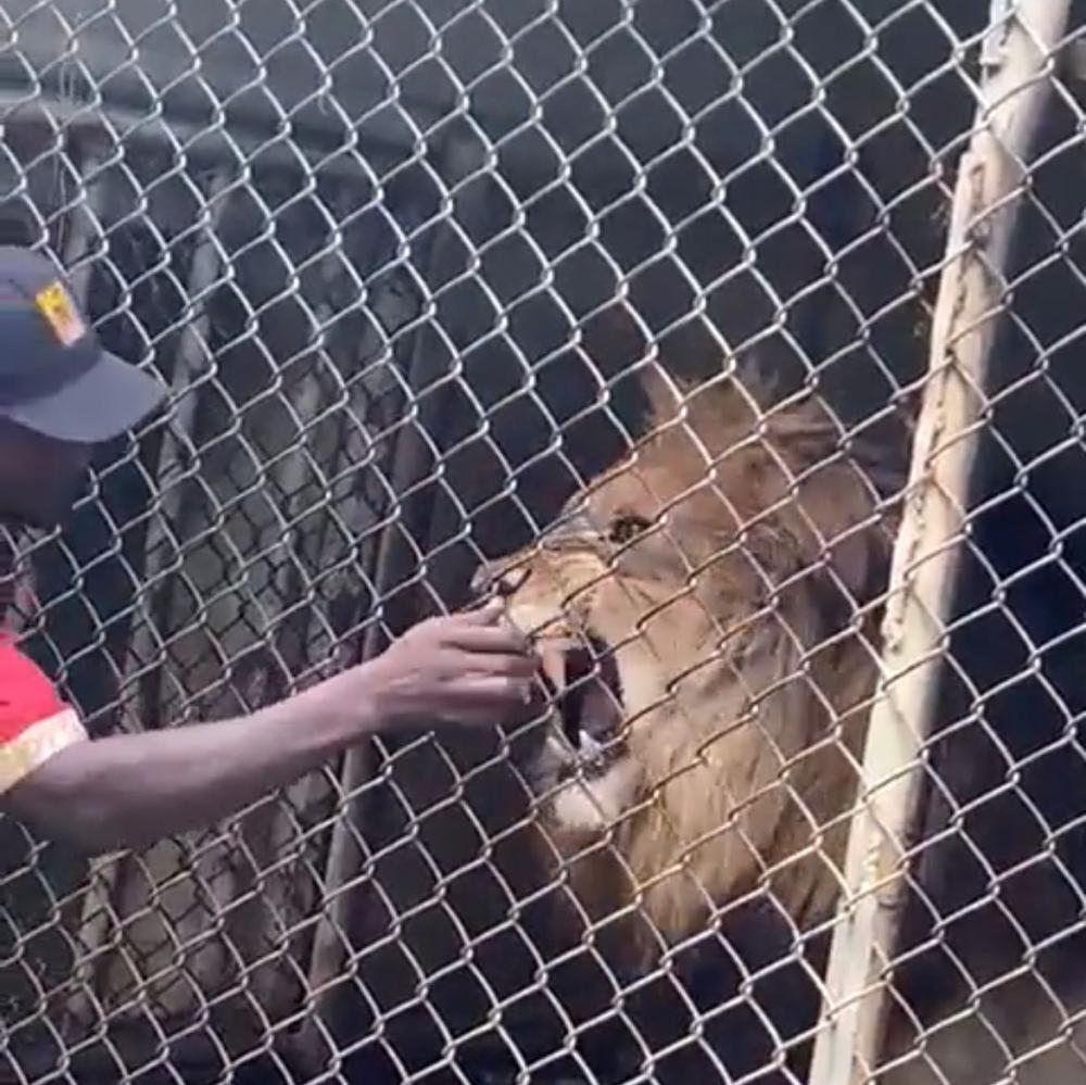 Homem irrita leão em zoológico e tem dedo decepado, VEJA VÍDEO