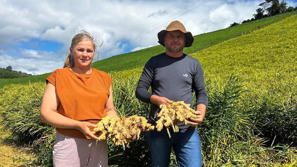 Exportações de gengibre capixaba crescem 8%