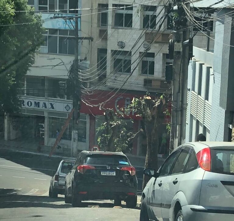 Ambientalistas reclamam de poda radical de árvores