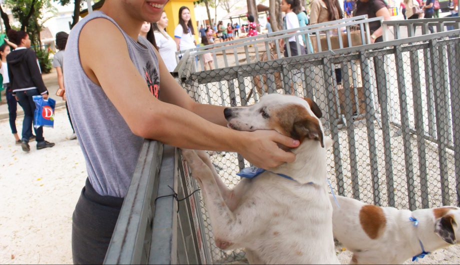 Exposul Rural terá feira de adoção de cães e coleta seletiva