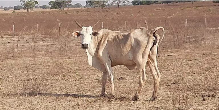 Estiagem em Itapemirim deixa prejuízo de R$ 14 milhões