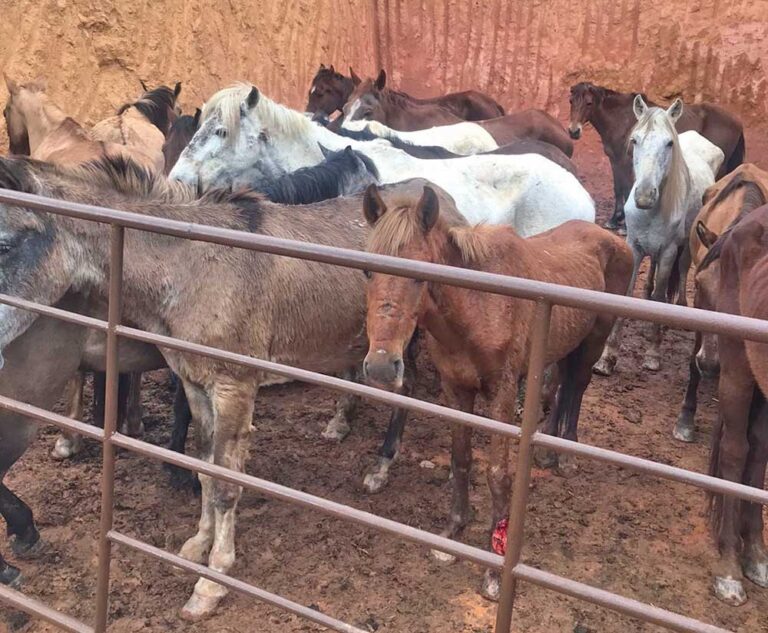 Polícia resgata 17 cavalos