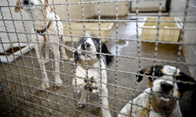Vargem Alta vai castrar cães de rua