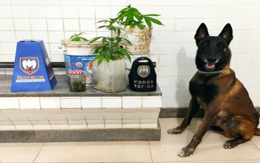 Morador de Candinha, Marataízes/ES é preso com plantação de maconha