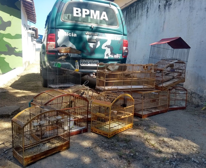 BPMA realiza apreensão de pássaros silvestres durante patrulhamento no interior do estado