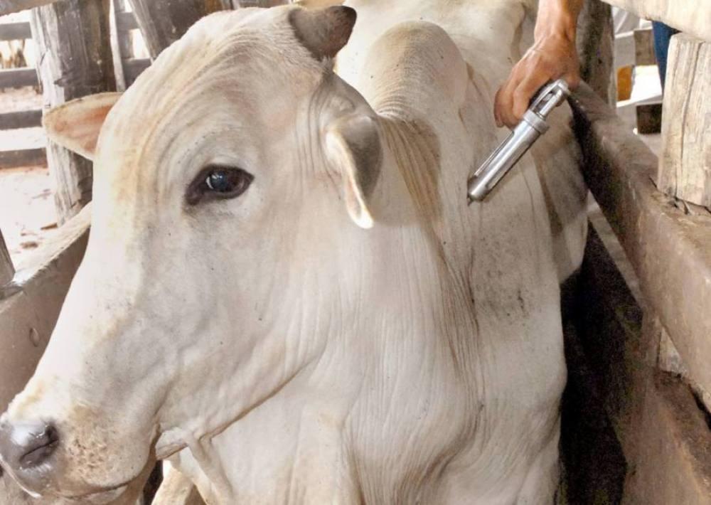 Vacinação contra febre aftosa é prorrogada no Espírito Santo